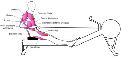 rowing machine muscles targeted